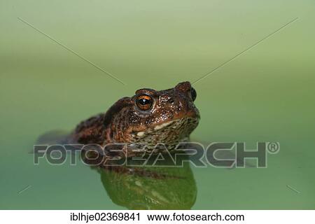 Stock Image - Common Toad or European Toad (Bufo bufo). Fotosearch