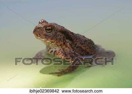 Stock Image - Common Toad or European Toad (Bufo bufo). Fotosearch