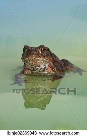 Stock Image - Common Toad or European Toad (Bufo bufo). Fotosearch