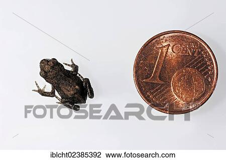 "Common Toad or European Toad (Bufo bufo), juvenile beside a 1-cent coin for size comparison, North Rhine-Westphalia, Germany, Europe" View Large Photo Image Stock Image - "Common Toad or European Toad (Bufo bufo), juvenile beside a 1-cent coin for size comparison, North Rhine-Westphalia, Germany, Europe". Fotosearch