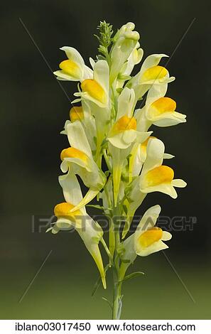 "Common Toadflax, Yellow Toadflax or Butter-and-eggs (Linaria vulgaris), Limbach, Burgenland, Austria, Europe" View Large Photo Image Stock Image - "Common Toadflax, Yellow Toadflax or Butter-and-eggs (Linaria vulgaris), Limbach, Burgenland, Austria, Europe". Fotosearch