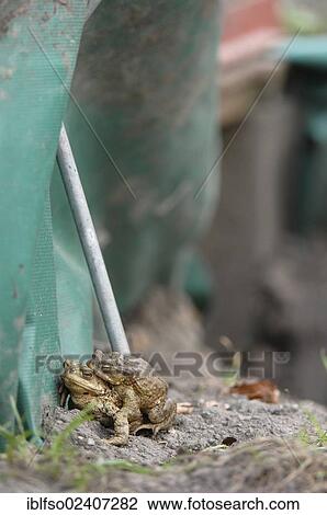 Stock Image - "Common Toads (Bufo bufo), pair at a protective fence with a passage under a road, Thuringia, Germany, Europe". Fotosearch