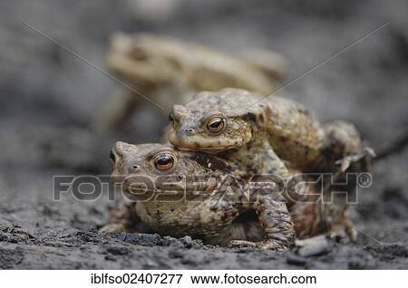 "Common Toads (Bufo bufo), pair migrating to spawning grounds, Thuringia, Germany, Europe" View Large Photo Image Stock Photo - "Common Toads (Bufo bufo), pair migrating to spawning grounds, Thuringia, Germany, Europe". Fotosearch