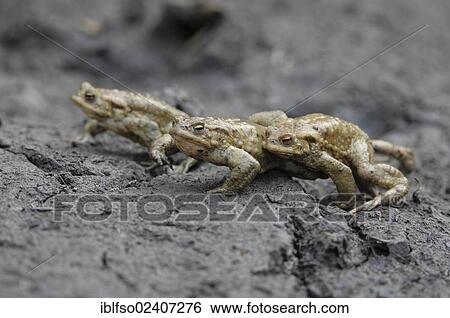 "Common Toads (Bufo bufo), toad migration to spawning grounds, Thuringia, Germany, Europe" View Large Photo Image Stock Photograph - "Common Toads (Bufo bufo), toad migration to spawning grounds, Thuringia, Germany, Europe". Fotosearch