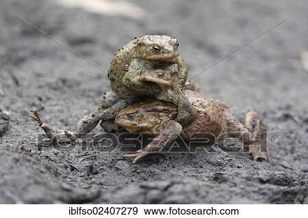 Stock Photo - "Common Toads (Bufo bufo), two males fighting over a female, Thuringia, Germany, Europe". Fotosearch