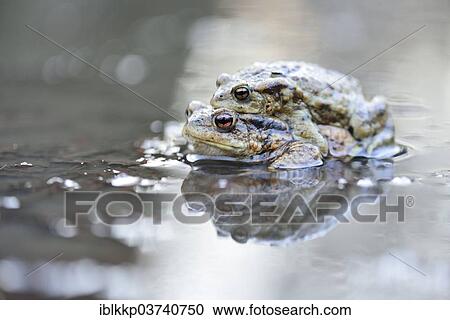 Stock Image - "Common Toads or European Toads (Bufo bufo-complex) mating, amplexus, Saxony, Germany, Europe". Fotosearch