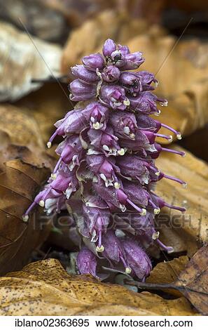 "Common toothwort (Lathraea squamaria), Kramsach, Tyrol, Austria, Europe" View Large Photo Image Stock Photography - "Common toothwort (Lathraea squamaria), Kramsach, Tyrol, Austria, Europe". Fotosearch