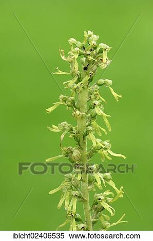 "Common Twayblade (Listera ovata), North Rhine-Westphalia, Germany, Europe" View Large Photo Image Stock Photography - "Common Twayblade (Listera ovata), North Rhine-Westphalia, Germany, Europe". Fotosearch