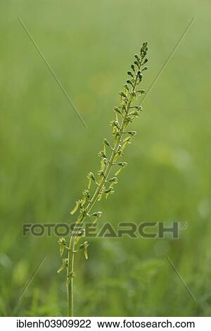 "Common Twayblade (Neottia ovata), Baden-Wurttemberg, Germany, Europe" View Large Photo Image Stock Image - "Common Twayblade (Neottia ovata), Baden-Wurttemberg, Germany, Europe". Fotosearch
