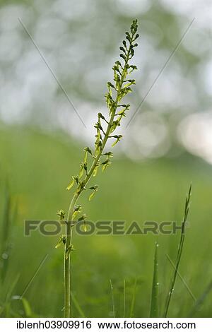 "Common Twayblade (Neottia ovata), Baden-Wurttemberg, Germany, Europe" View Large Photo Image Stock Photograph - "Common Twayblade (Neottia ovata), Baden-Wurttemberg, Germany, Europe". Fotosearch