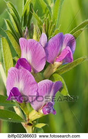 "Common Vetch (Vicia sativa), close-up of flowers, Elmley Marshes N. N. R., Isle of Sheppey, Kent, England, United Kingdom, Europe" View Large Photo Image Stock Image - "Common Vetch (Vicia sativa), close-up of flowers, Elmley Marshes N. N. R., Isle of Sheppey, Kent, England, United Kingdom, Europe". Fotosearch