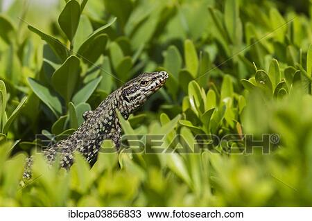 Stock Image - "Common Wall Lizard (Podarcis muralis) on a box tree, Tyrol, Austria, Europe". Fotosearch
