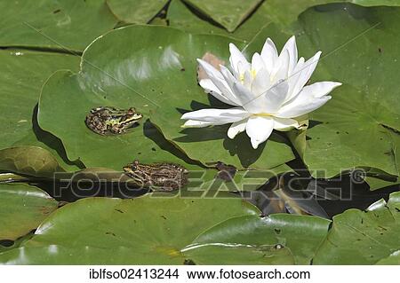 Common Water Frogs or Green Frogs (Rana esculenta), sitting on the leaves of a white Water Lily (Nymphaea alba), Saxony, Germany, Europe View Large Photo Image Picture - Common Water Frogs or Green Frogs (Rana esculenta), sitting on the leaves of a white Water Lily (Nymphaea alba), Saxony, Germany, Europe. Fotosearch