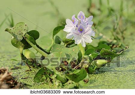 "Common Water Hyacinth (Eichhornia crassipes), flowering, Keoladeo National Park, Bharatpur, Rajasthan, India, Asia" View Large Photo Image Stock Photo - "Common Water Hyacinth (Eichhornia crassipes), flowering, Keoladeo National Park, Bharatpur, Rajasthan, India, Asia". Fotosearch