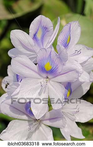 "Common Water Hyacinth (Eichhornia crassipes), flowers, Keoladeo National Park, Bharatpur, Rajasthan, India, Asia" View Large Photo Image Stock Photo - "Common Water Hyacinth (Eichhornia crassipes), flowers, Keoladeo National Park, Bharatpur, Rajasthan, India, Asia". Fotosearch