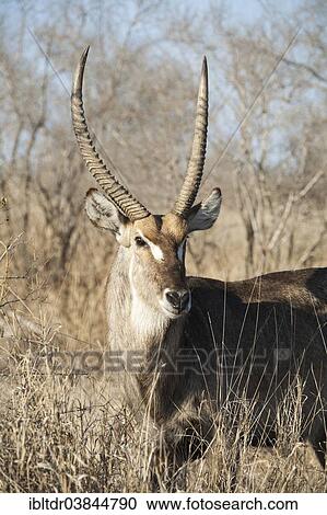 "Common Waterbuck (Kobus ellipsiprymnus), bull, Kruger National Park, South Africa, Africa" View Large Photo Image Stock Image - "Common Waterbuck (Kobus ellipsiprymnus), bull, Kruger National Park, South Africa, Africa". Fotosearch
