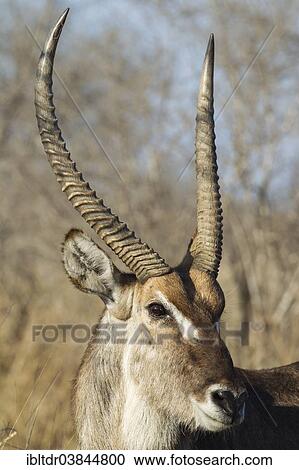 "Common Waterbuck (Kobus ellipsiprymnus), bull, Kruger National Park, South Africa, Africa" View Large Photo Image Stock Image - "Common Waterbuck (Kobus ellipsiprymnus), bull, Kruger National Park, South Africa, Africa". Fotosearch