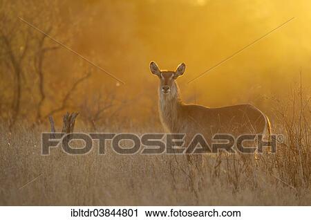 "Common Waterbuck (Kobus ellipsiprymnus), cow at sunset, Kruger National Park, South Africa, Africa" View Large Photo Image Stock Image - "Common Waterbuck (Kobus ellipsiprymnus), cow at sunset, Kruger National Park, South Africa, Africa". Fotosearch