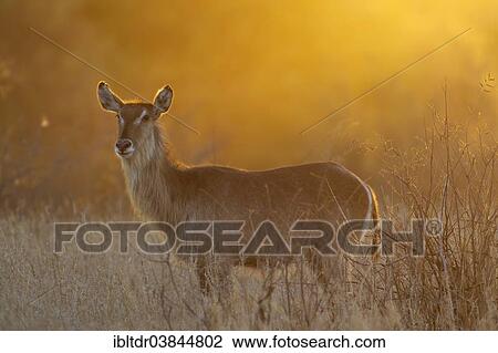 "Common Waterbuck (Kobus ellipsiprymnus), cow at sunset, Kruger National Park, South Africa, Africa" View Large Photo Image Stock Image - "Common Waterbuck (Kobus ellipsiprymnus), cow at sunset, Kruger National Park, South Africa, Africa". Fotosearch