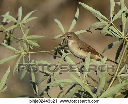 "Common Whitethroat (Sylvia communis), Lesbos, North Aegean, Greece, Europe" View Large Photo Image Stock Image - "Common Whitethroat (Sylvia communis), Lesbos, North Aegean, Greece, Europe". Fotosearch