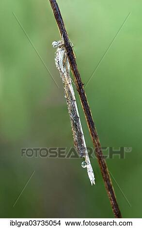 Picture - "Common Winter Damselfly (Sympecma fusca), female, wet with dew, Switzerland, Europe". Fotosearch