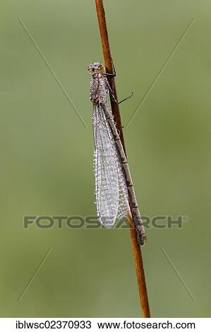 Stock Image - "Common Winter Damselfly (Sympecma fusca), Vulkaneifel district, Rhineland-Palatinate, Germany, Europe". Fotosearch