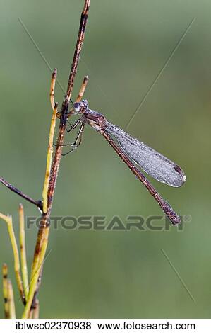 Stock Photo - "Common Winter Damselfly (Sympecma fusca) with dewdrops, Vulkaneifel district, Rhineland-Palatinate, Germany, Europe". Fotosearch