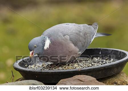 "Common Wood Pigeon (Columba palumbus) feeding in a food bowl, Hesse, Germany, Europe" View Large Photo Image Picture - "Common Wood Pigeon (Columba palumbus) feeding in a food bowl, Hesse, Germany, Europe". Fotosearch