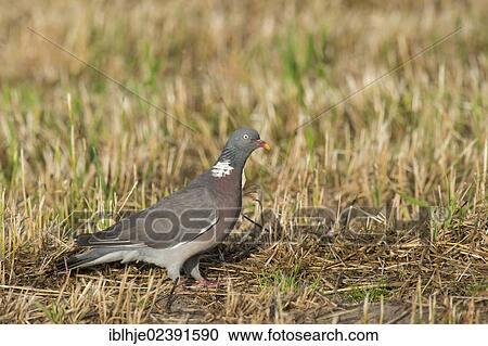 "Common Wood Pigeon (Columba palumbus), Texel, The Netherlands, Europe" View Large Photo Image Stock Image - "Common Wood Pigeon (Columba palumbus), Texel, The Netherlands, Europe". Fotosearch