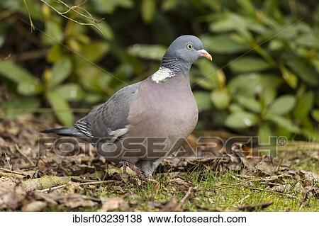 "Common Wood Pigeon (Columba palumbus), Hesse, Germany, Europe" View Large Photo Image Stock Photo - "Common Wood Pigeon (Columba palumbus), Hesse, Germany, Europe". Fotosearch