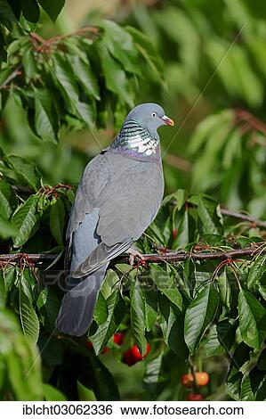 "Common Wood pigeon (Columba palumbus), North Rhine-Westphalia, Germany, Europe" View Large Photo Image Stock Photograph - "Common Wood pigeon (Columba palumbus), North Rhine-Westphalia, Germany, Europe". Fotosearch