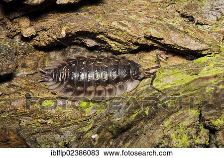"Common Woodlouse (Oniscus asellus), on dead wood, Crossness Nature Reserve, Bexley, Kent, England, United Kingdom, Europe" View Large Photo Image Stock Image - "Common Woodlouse (Oniscus asellus), on dead wood, Crossness Nature Reserve, Bexley, Kent, England, United Kingdom, Europe". Fotosearch
