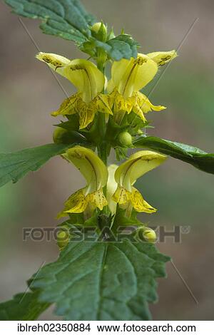 Picture - "Common Yellow Archangel (Lamium galeobdolon), Bad Ditzenbach, Swabian Alb, Baden-Wuerttemberg, Germany, Europe". Fotosearch
