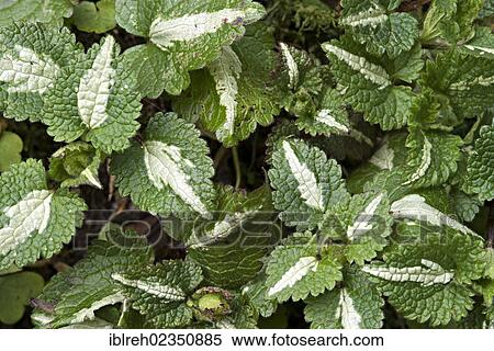 "Common Yellow Archangel (Lamium galeobdolon), Pill, Tyrol, Austria, Europe" View Large Photo Image Stock Photography - "Common Yellow Archangel (Lamium galeobdolon), Pill, Tyrol, Austria, Europe". Fotosearch