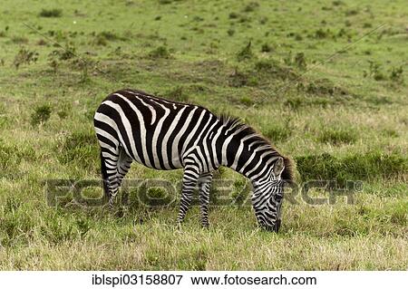 Stock Photo - "Common zebra (Equus quagga), Masai Mara, Rift Valley Province, Kenya, Africa". Fotosearch