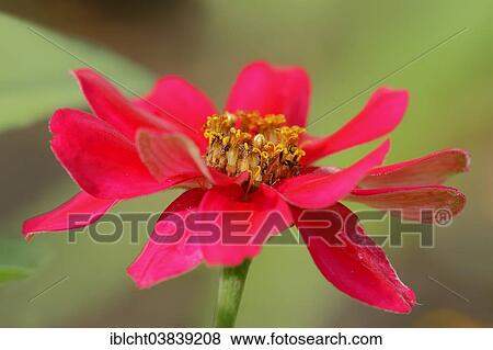 Stock Photo - "Common Zinnia (Zinnia elegans, Zinnia violacea), blossom, Germany, Europe". Fotosearch