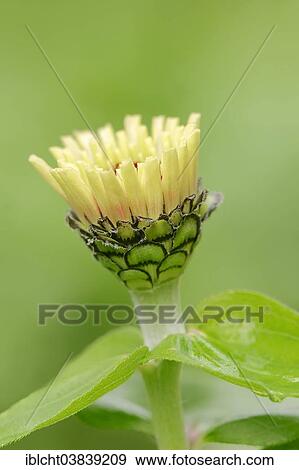 "Common Zinnia (Zinnia elegans, Zinnia violacea), blossom, Germany, Europe" View Large Photo Image Stock Photo - "Common Zinnia (Zinnia elegans, Zinnia violacea), blossom, Germany, Europe". Fotosearch