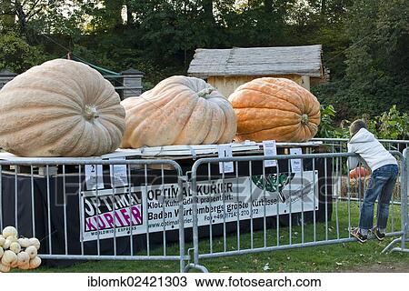 Competition to find the heaviest pumpkin, giant pumpkins, pumpkin exhibition, Ludwigsburg, Baden-Wuerttemberg, Germany, Europe View Large Photo Image Stock Image - Competition to find the heaviest pumpkin, giant pumpkins, pumpkin exhibition, Ludwigsburg, Baden-Wuerttemberg, Germany, Europe. Fotosearch