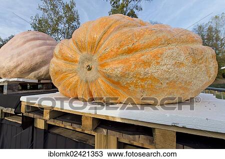 Competition to find the heaviest pumpkin, giant pumpkins, pumpkin exhibition, Ludwigsburg, Baden-Wuerttemberg, Germany, Europe View Large Photo Image Stock Image - Competition to find the heaviest pumpkin, giant pumpkins, pumpkin exhibition, Ludwigsburg, Baden-Wuerttemberg, Germany, Europe. Fotosearch