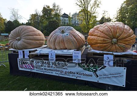 Competition to find the heaviest pumpkin, giant pumpkins, pumpkin exhibition, Ludwigsburg, Baden-Wuerttemberg, Germany, Europe View Large Photo Image Stock Photography - Competition to find the heaviest pumpkin, giant pumpkins, pumpkin exhibition, Ludwigsburg, Baden-Wuerttemberg, Germany, Europe. Fotosearch