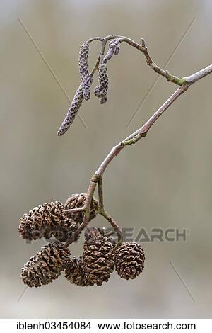 "Cones of a Black Alder or European Alder (Alnus glutinosa), Katinger Watt, Heide, Schleswig-Holstein, Germany, Europe" View Large Photo Image Picture - "Cones of a Black Alder or European Alder (Alnus glutinosa), Katinger Watt, Heide, Schleswig-Holstein, Germany, Europe". Fotosearch