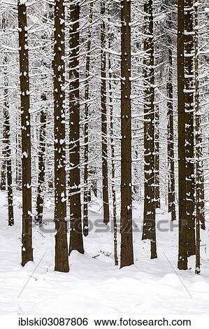 "Conifer forest in winter, Sankt Englmar, Bavaria, Germany, Europe" View Large Photo Image Stock Photograph - "Conifer forest in winter, Sankt Englmar, Bavaria, Germany, Europe". Fotosearch