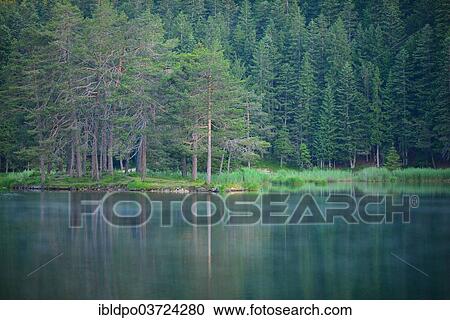 "Conifer forest on lake Moserer See, near Mosern, Tyrol, Austria, Europe" View Large Photo Image Stock Image - "Conifer forest on lake Moserer See, near Mosern, Tyrol, Austria, Europe". Fotosearch