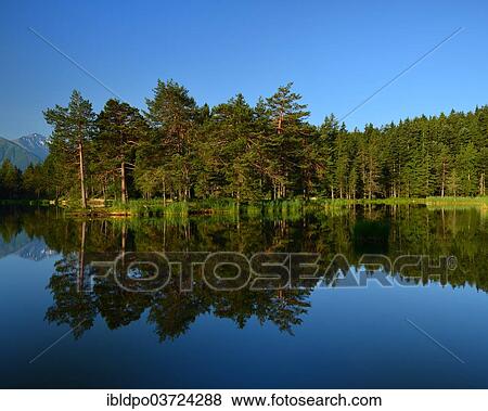 "Conifer forest reflected in lake Moserer See, near Mosern, Tyrol, Austria, Europe" View Large Photo Image Stock Photo - "Conifer forest reflected in lake Moserer See, near Mosern, Tyrol, Austria, Europe". Fotosearch