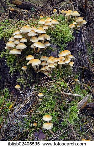 "Conifer Tuft (Hypholoma capnoides), Brandenburg, Germany, Europe" View Large Photo Image Stock Photography - "Conifer Tuft (Hypholoma capnoides), Brandenburg, Germany, Europe". Fotosearch