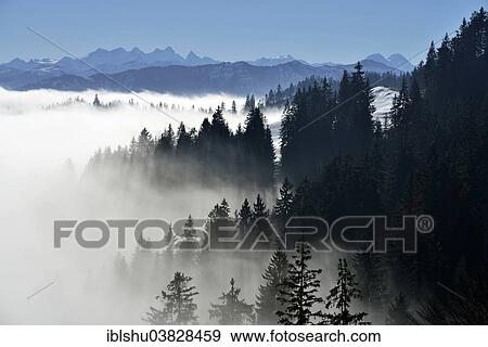 Stock Photo - "Coniferous forest in fog, behind Bernese Alps, Napf, Canton of Lucerne, Switzerland, Europe". Fotosearch