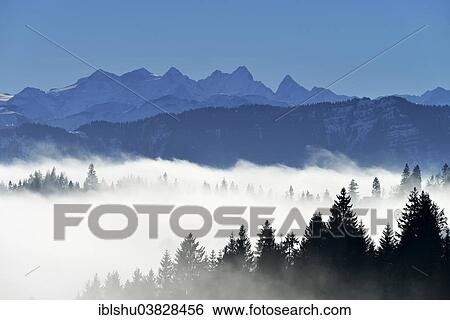Stock Photograph - "Coniferous forest in fog, behind Bernese Alps, Napf, Canton of Lucerne, Switzerland, Europe". Fotosearch
