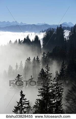 Stock Photography - "Coniferous forest in fog, behind Bernese Alps, Napf, Canton of Lucerne, Switzerland, Europe". Fotosearch
