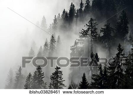 Stock Image - "Coniferous forest in the fog, Canton Lucerne, Switzerland, Europe". Fotosearch