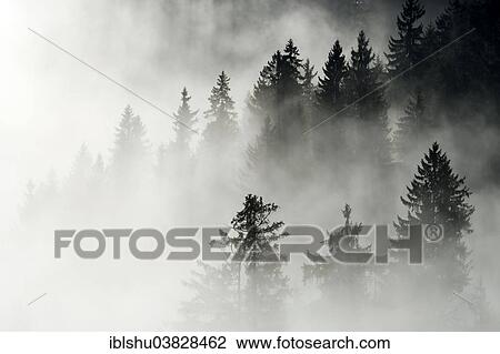 "Coniferous forest in the fog, Canton Lucerne, Switzerland, Europe" View Large Photo Image Stock Image - "Coniferous forest in the fog, Canton Lucerne, Switzerland, Europe". Fotosearch